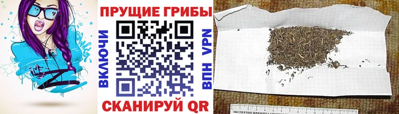 blacksprut зеркало  где продают наркотики  Каневская  Псилоцибиновые грибы GOLDEN TEACHER 